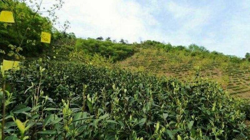 农业生态新趋势下的系统应用博览会：探寻未来农业发展脉络